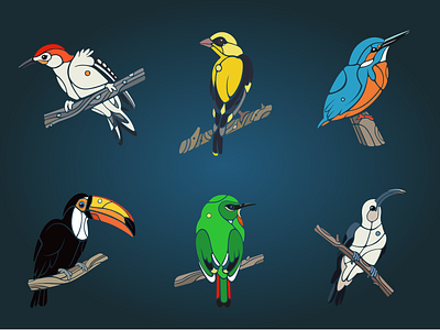 Birds adobe illustrator affinity designer bird birds graphic graphic design illustraion kingfisher minimal minimalistic vector woodpecker