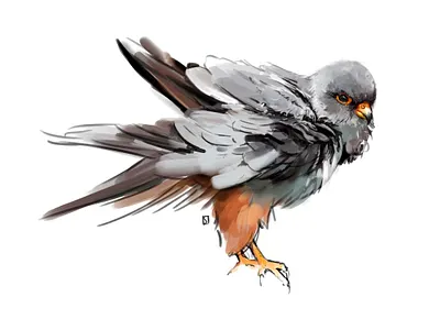 falcon study advertising animal bird brush colour editorial falcon illustration illustration art illustration design illustration digital inspiration lexicon naturalistic nature realistic study wild