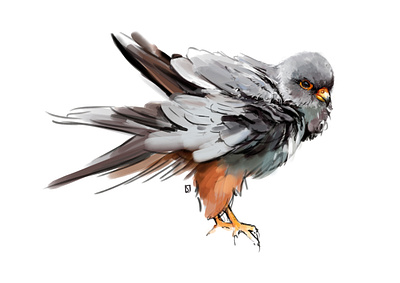 falcon study advertising animal bird brush colour editorial falcon illustration illustration art illustration design illustration digital inspiration lexicon naturalistic nature realistic study wild