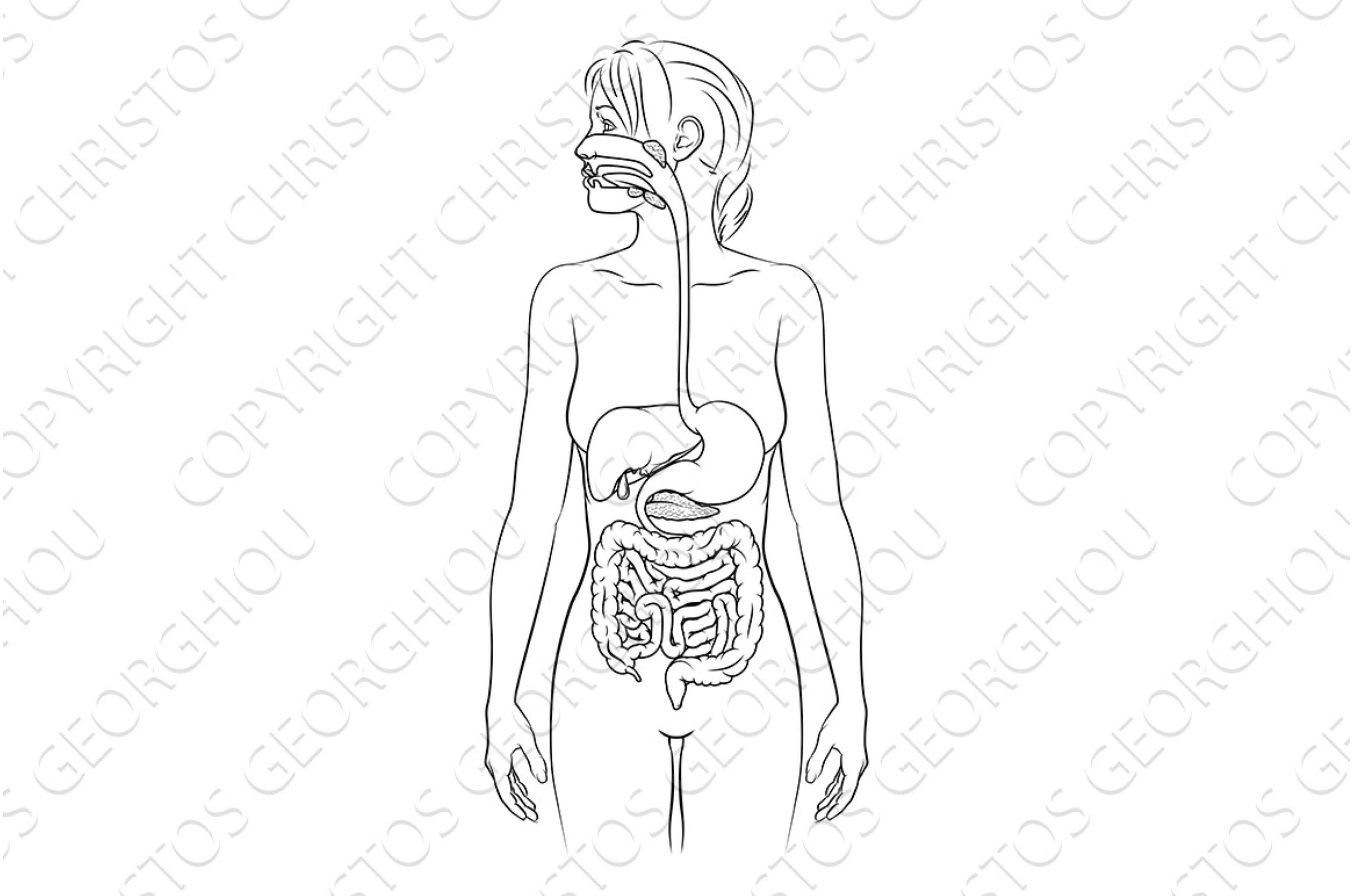 Human Digestive System Woman Anatomy By Christos Georghiou On Dribbble