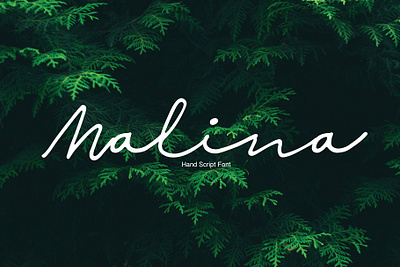 Malina Free Script Font font font family free font free fonts freebie freebies typeface typefaces typogaphy typography