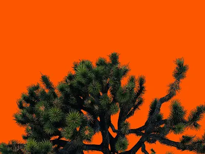 Joshua Tree x Sunset design joshua tree photography photoshop sunset