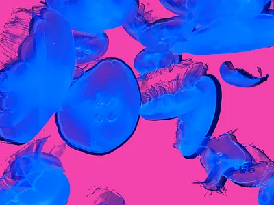 Jellyfish photography pop art