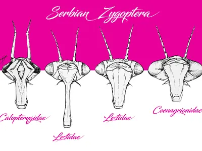 Dragonfly heads animal art animal illustration conservation dragonfly field guide illustration illustrator nature illustration odonata science illustration