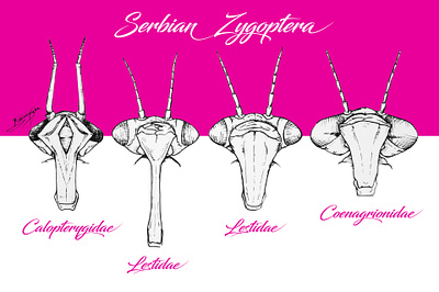 Dragonfly heads animal art animal illustration conservation dragonfly field guide illustration illustrator nature illustration odonata science illustration