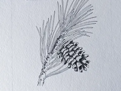 Ponderosa pine drawing art drawing hand drawn illustration ink nature pen