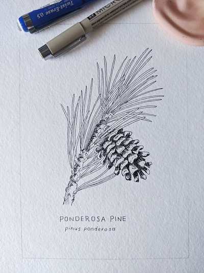 Ponderosa pine drawing art drawing hand drawn illustration ink nature pen