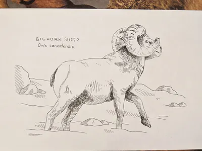 Bighorn sheep drawing art drawing hand drawn illustration ink nature pen