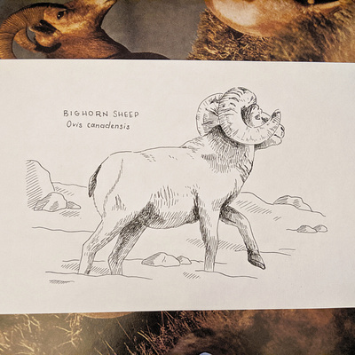 Bighorn sheep drawing art drawing hand drawn illustration ink nature pen