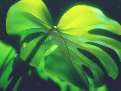monstera 01 3d c4d green monstera moscow octane photosynthesis plant
