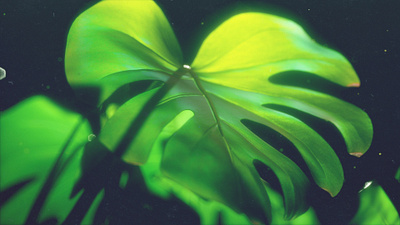 monstera 01 3d c4d green monstera moscow octane photosynthesis plant