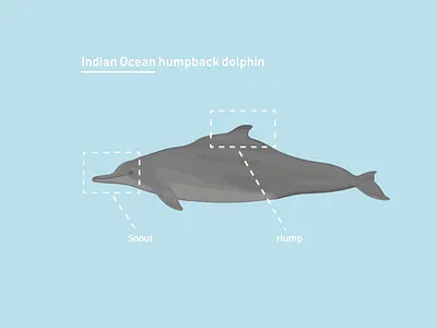 Indian Ocean humpback dolphin adobe adobe illustrator animal cape town design dolphin draw humpback dolphin illustration illustrator indian ocean marine mammel sealife vector design vector illustration vectorart