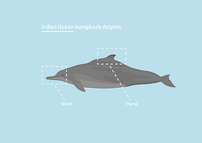 Indian Ocean humpback dolphin adobe adobe illustrator animal cape town design dolphin draw humpback dolphin illustration illustrator indian ocean marine mammel sealife vector design vector illustration vectorart