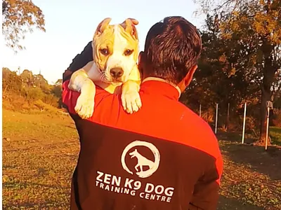 zen k9 dog training center american mastiff terrier dog logo design logo mark training logo