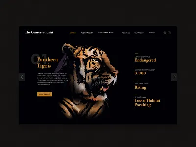 Tiger design illustration tiger typography uxui web website