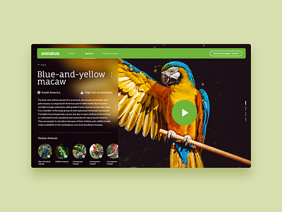 Avenatura - UI Concept 14 animals birds blur blurry colorful design green interface interface design interface designer macaw minimalism ui ui design user interface ux website zoo