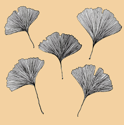 Ginko biloba botanik botanic botanical illustration element ginko