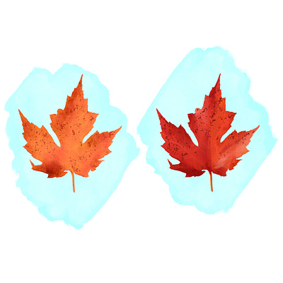 Leaf Study (Adobe Fresco) autumn party fresco illustration leaf leaves nature nature illustration outdoor tree