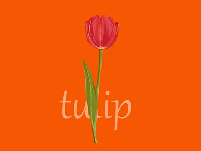 # tulip floria flower illustration tulip
