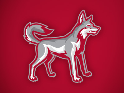 COYOTES coyote coyotes