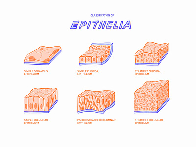 Anatomy Class anatomy biology design flat graphics guide icon icons illustration school science simple study