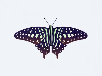 Tailed Jay Butterfly animal bug butterfly cute design green illustration insect nature pretty tailed jay vector vector illustration