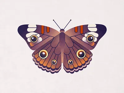 Common Buckeye Butterfly animal bug butterfly common buckeye cute eyes illustration insect minimalist moth nature simple vector vector illustration