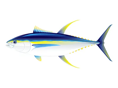 Yellowfon tuna fish animal fish illustration ocean fish tuna tuna fish vector yellowfin tuna