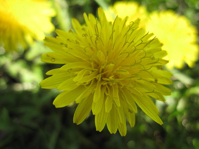 Dandelion dandelion macro photo