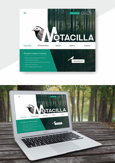 Motacilla design logo ui webdesign website