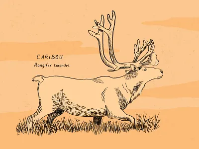 Caribou art digital art digital illustration drawing hand drawn illustration procreate procreate art