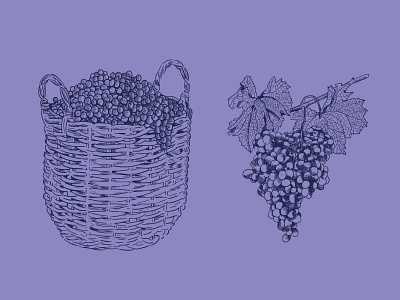 Wine story detail engraving food grapes illustration ink pen drawing vector