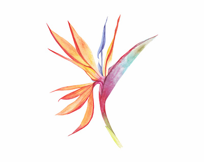 Watercolor Strelitzia design hand drawn illustration tropical watercolor