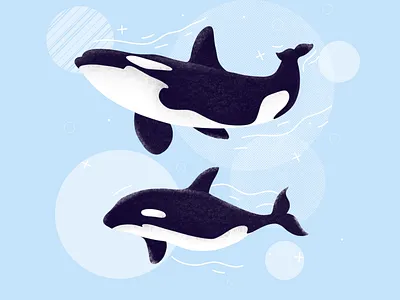 Killer whales animal animals clean creative drawing enviroment etheric family illustration killer whale nature ocean procreate sea