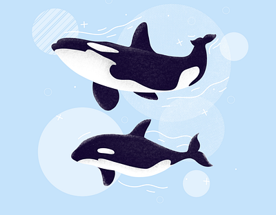 Killer whales animal animals clean creative drawing enviroment etheric family illustration killer whale nature ocean procreate sea