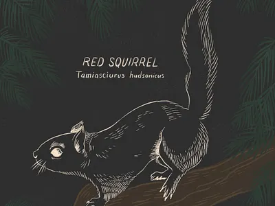 Red squirrel drawing animal art animals art digitalart drawing hand drawn illustration procreate procreate art squirrel
