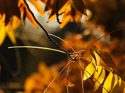 Leaves leaves