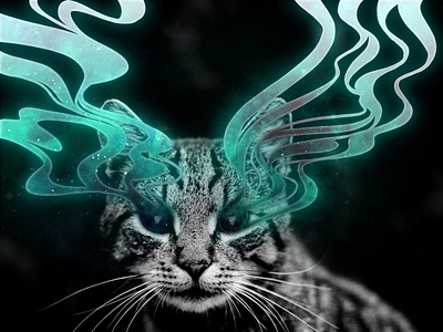 Galaxy Cat adobe adobe photoshop cat galaxy photo manipulation photoshop retouching space