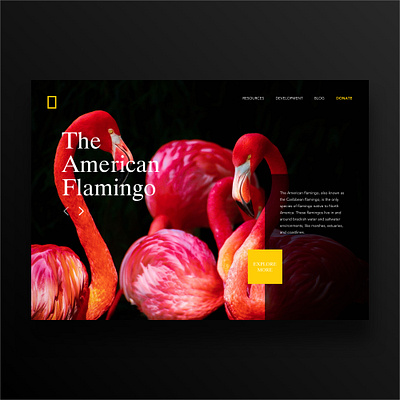 National Geographic Website Redesign concept website website design