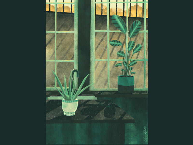 Afternoon plants animation animation digital art editorial illustration illustrated gif illustration plants procreate self initiated work