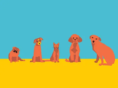 The pets animals beach cat doggy dogs dogstudio holidays illustration ladradoodle pet pets poodle pool pug summer summertime sun swim tropical water