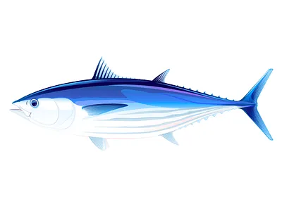 Skipjack tuna fish animal fish illustration skipjack tuna tuna vector