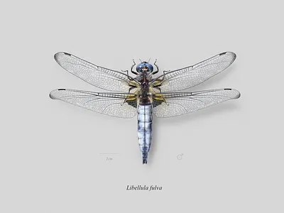 Scarce dragonfly (Libellula fulva) dragonfly nature science scientific illustration wildlife