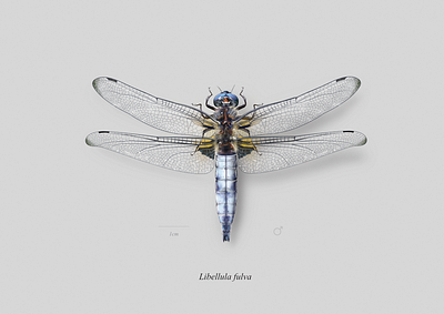 Scarce dragonfly (Libellula fulva) dragonfly nature science scientific illustration wildlife