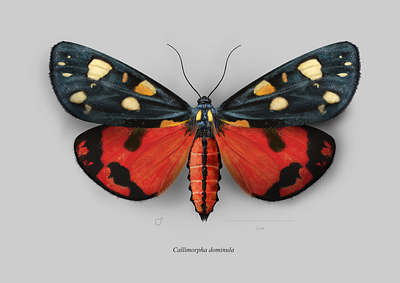 Scarlet tiger moth (Callimorpha dominula) butterfly entomology lepidoptera mariposa moth polilla scientific illustration