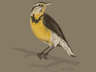 Meadowlark Illustration animals birds design hand drawn illustration joe horacek little mountain print shoppe meadowlark nebraska procreate procreate art sketch