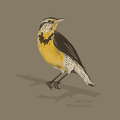 Meadowlark Illustration animals birds design hand drawn illustration joe horacek little mountain print shoppe meadowlark nebraska procreate procreate art sketch