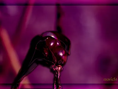 Floral Picture in Pink abstract art background bright design digital fine art flower garden glow graphic illustration macro mavicfe nature painting photoshop purple seeds wallpaper