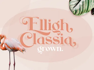 Rollgates Fabulous Fonts classic font classic fonts design display font download font elegant font elegant fonts font font design fonts graphic design graphicdesign lettering logo font logo fonts type design typeface typeface design typefaces typography