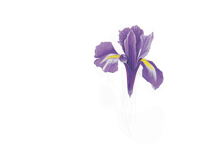 Iris art digital painting flower purple sketch spring